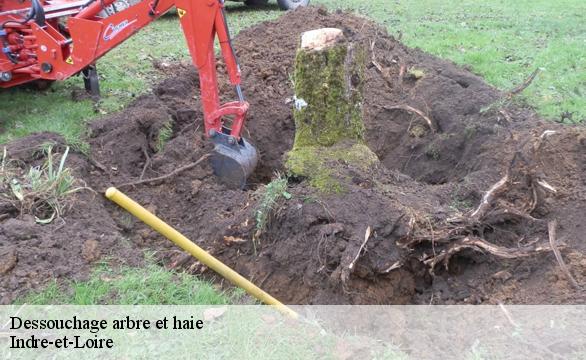 Dessouchage arbre et haie Indre-et-Loire 