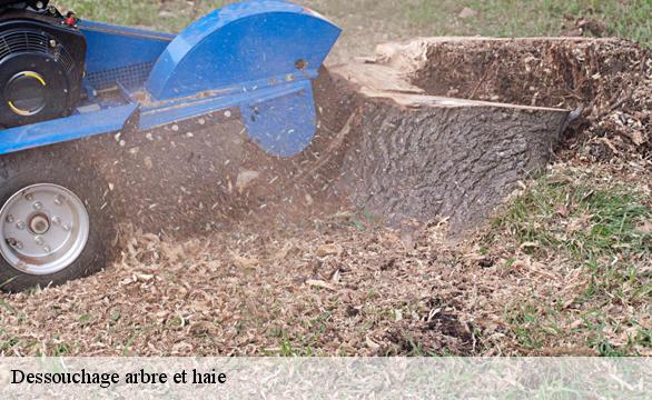 Dessouchage arbre et haie Indre-et-Loire 