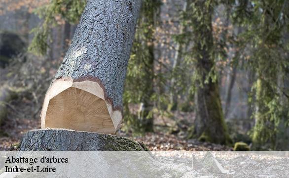 Abattage d'arbres Indre-et-Loire 