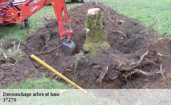 Dessouchage arbre et haie 37270