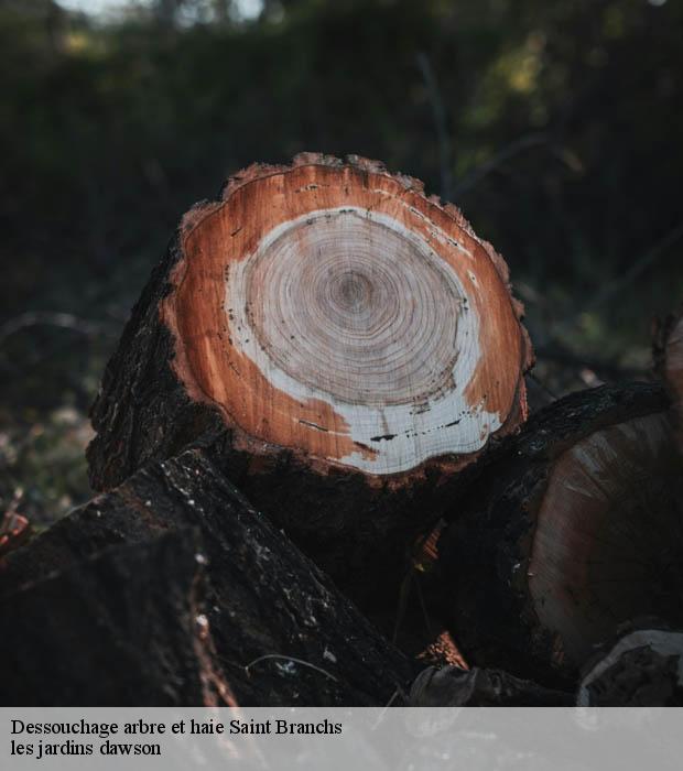 Dessouchage arbre et haie  saint-branchs-37320 les jardins dawson