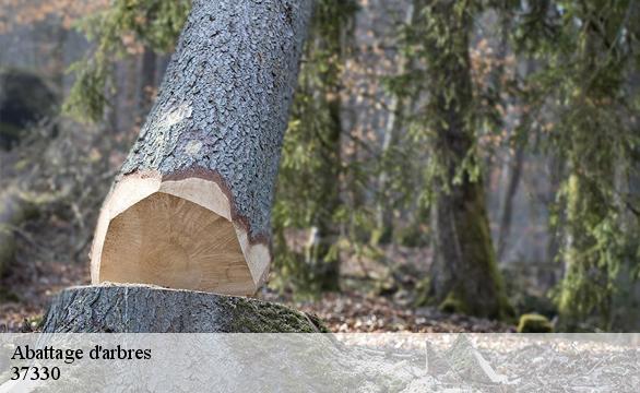 Abattage d'arbres 37330