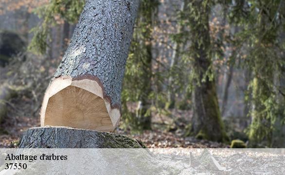 Abattage d'arbres 37550