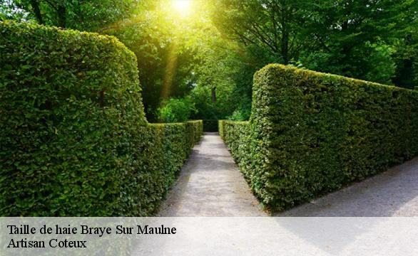 Taille de haie  braye-sur-maulne-37330 Artisan Coteux