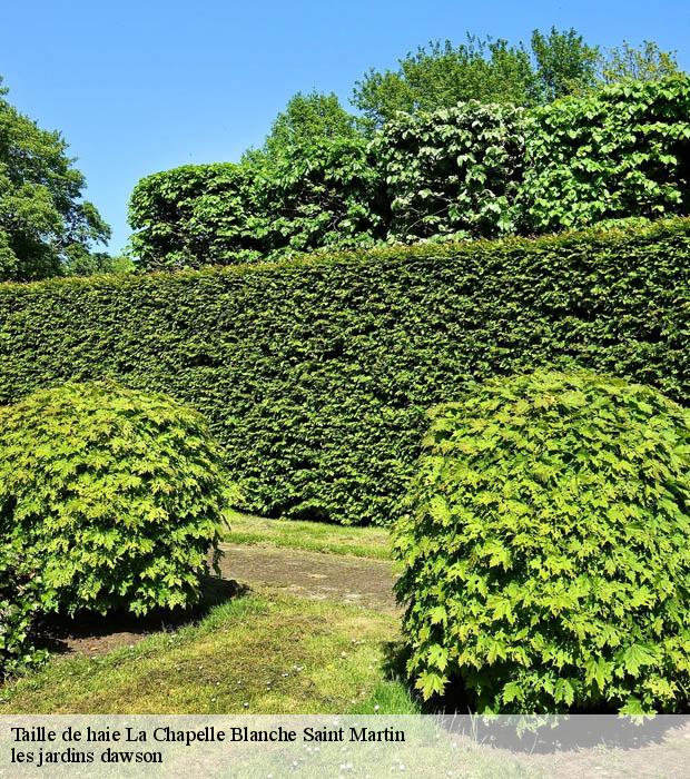Taille de haie  la-chapelle-blanche-saint-martin-37240 les jardins dawson