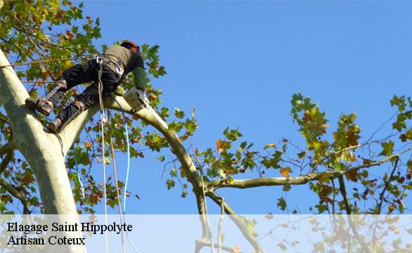 Elagage saint-hippolyte-37600