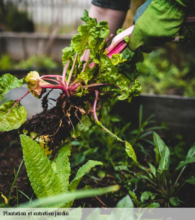 Plantation et entretien jardin  37460