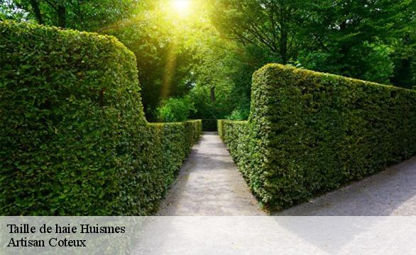 Taille de haie huismes-37420 Artisan Coteux