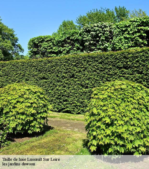 Taille de haie  lussault-sur-loire-37400 les jardins dawson