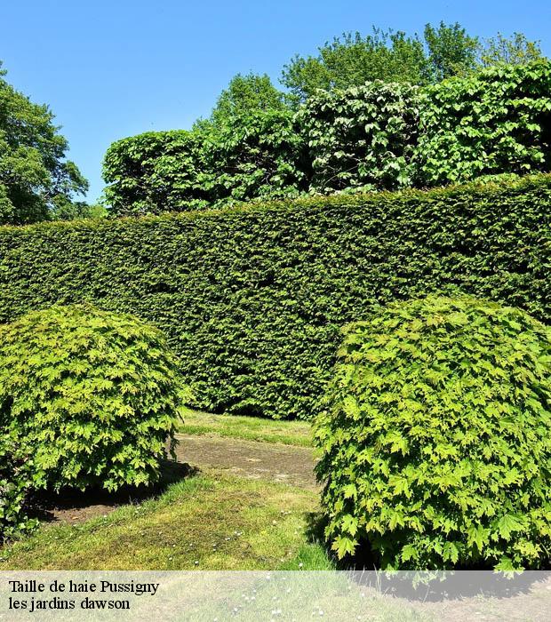 Taille de haie  pussigny-37800 les jardins dawson
