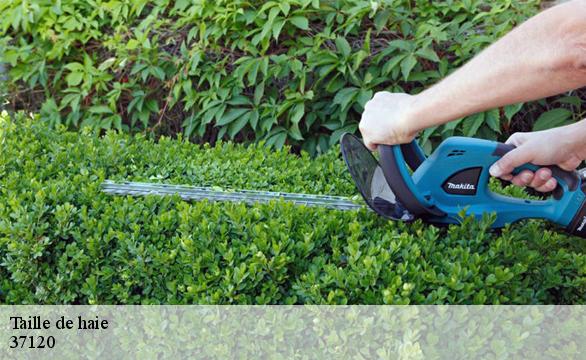 Taille de haie 37120