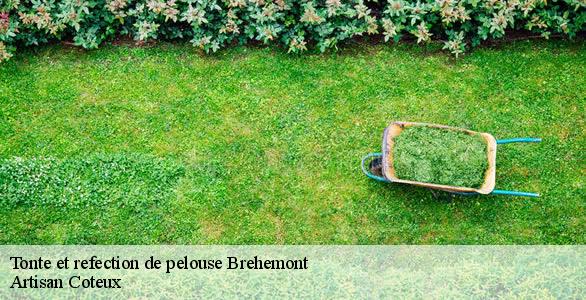 Tonte et refection de pelouse  brehemont-37130 Artisan Coteux