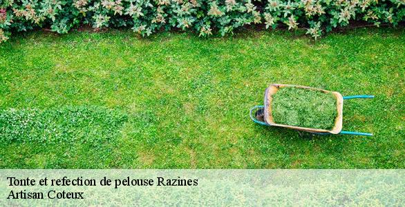 Tonte et refection de pelouse razines-37120 Artisan Coteux